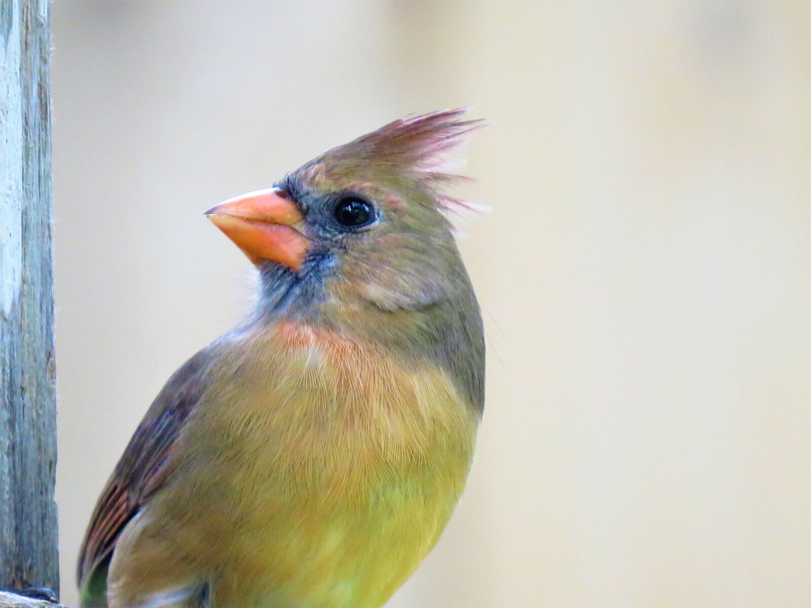 Canon PowerShot SX60 HS sample photo. Bird, colorful, close up photography