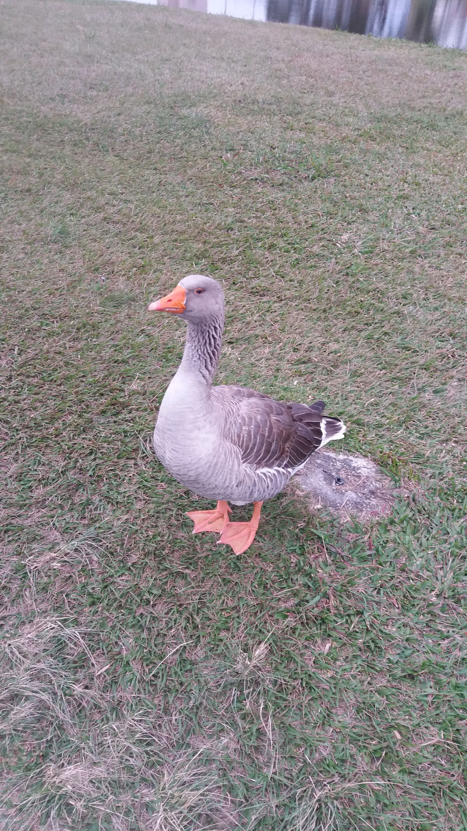 Samsung Galaxy J5 sample photo. Animals, animal, nature photography