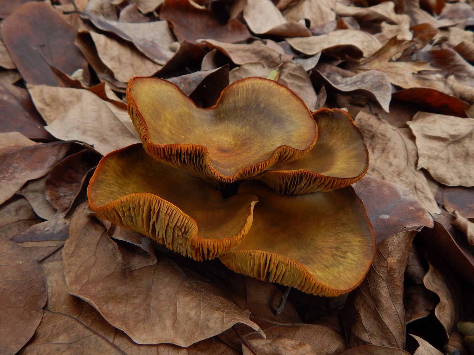 Nikon Coolpix L830 sample photo. Fungus, mushroom, forest photography
