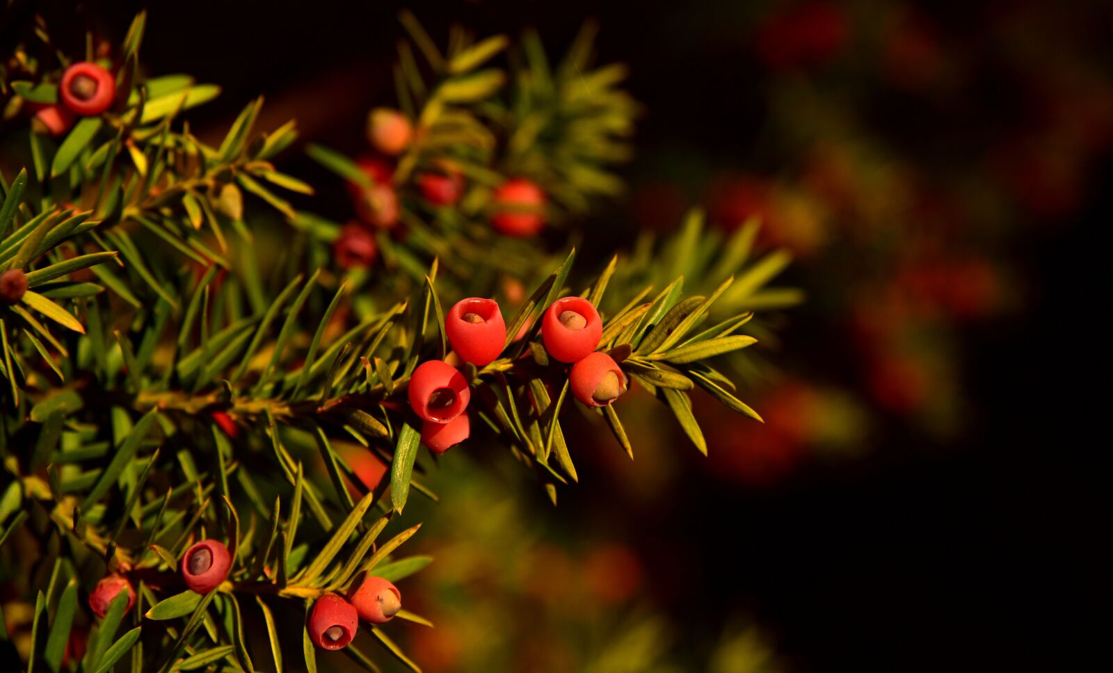 Nikon D750 sample photo. Yew, berry, red photography
