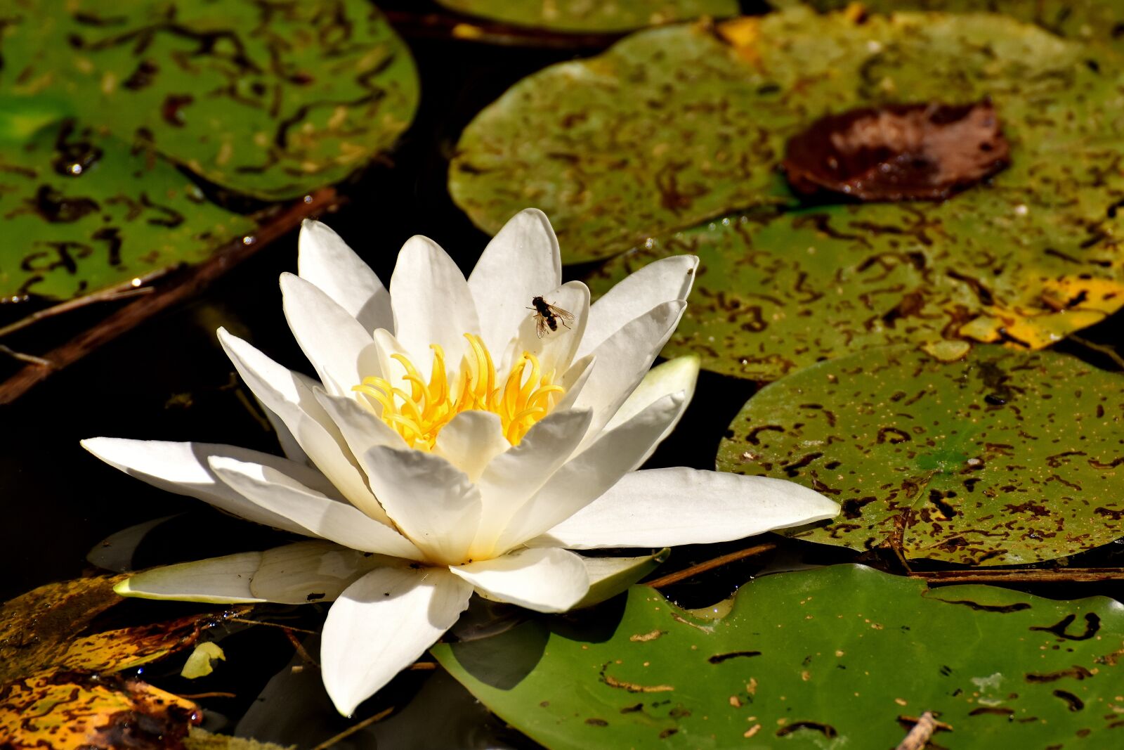 Nikon D7200 sample photo. Water lilies, white, summer photography