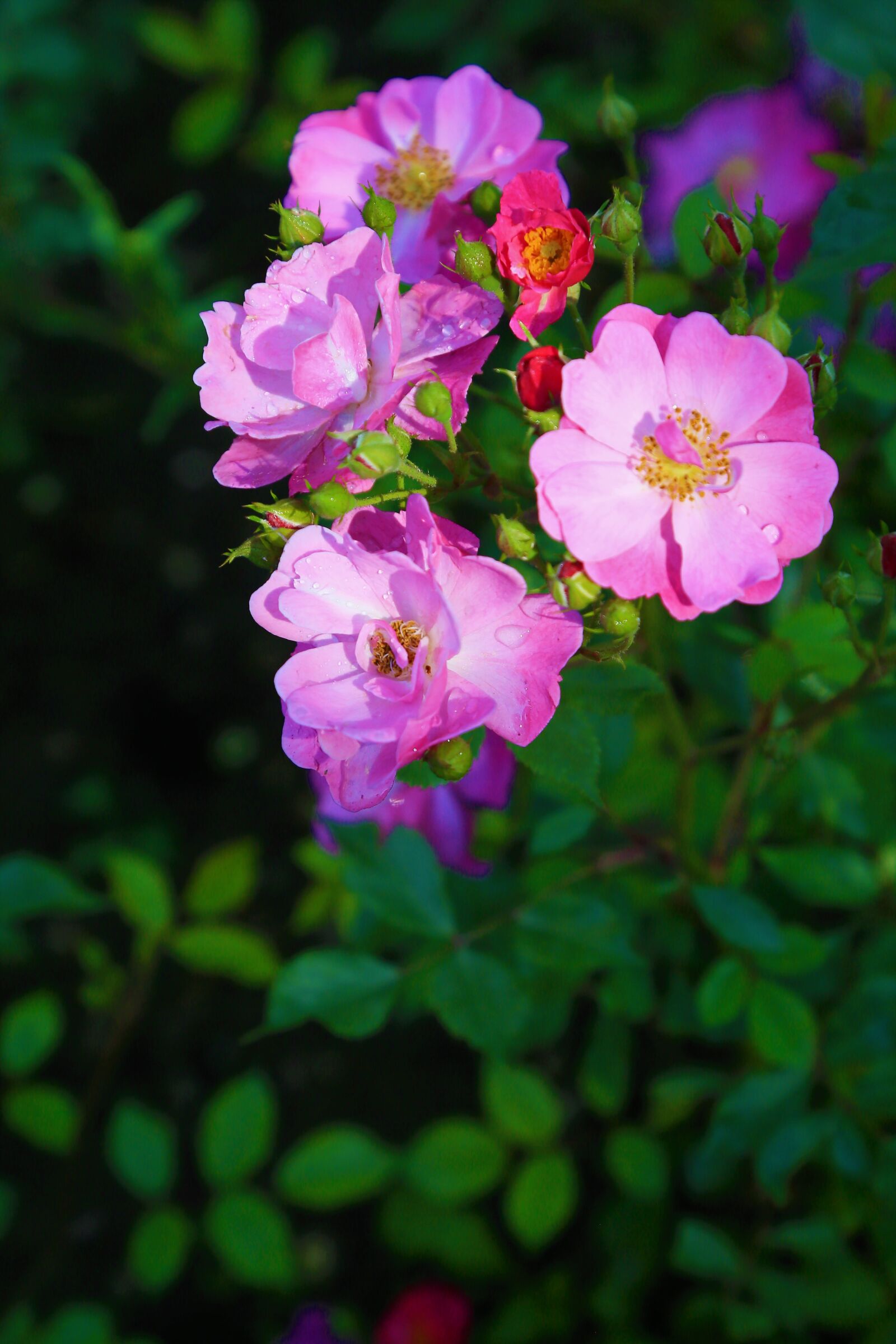 Canon EOS 5D Mark III sample photo. Rose, flower, spring photography