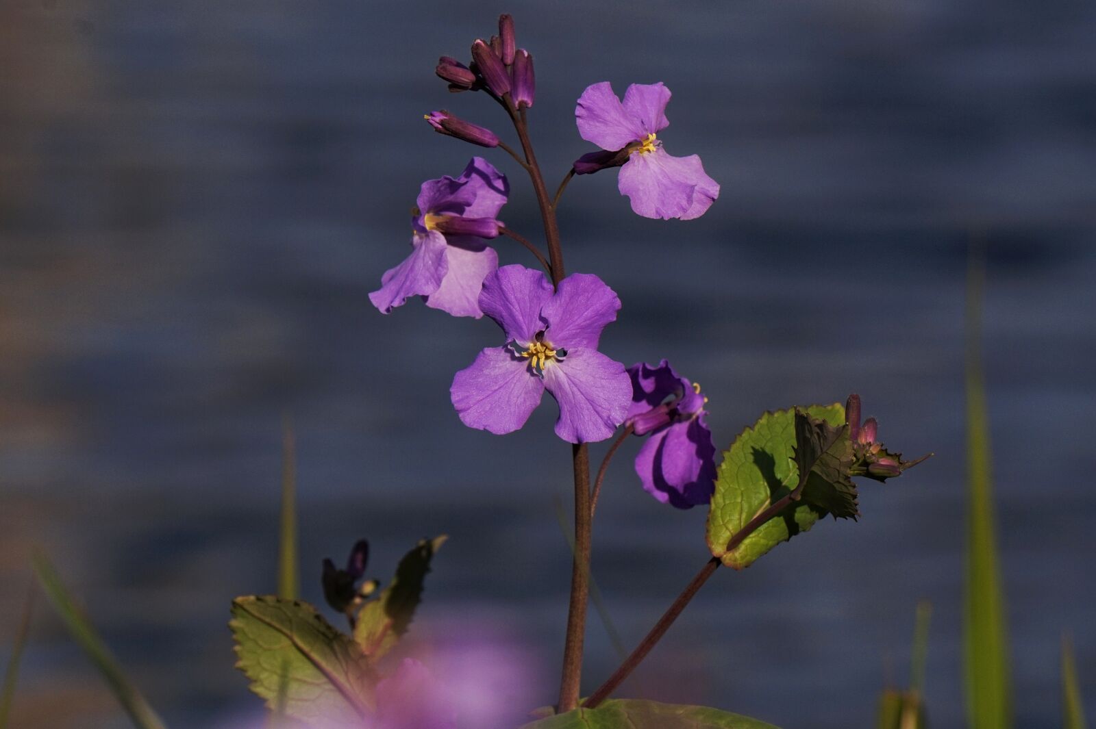 Sony Alpha a5000 (ILCE 5000) + Sony E 55-210mm F4.5-6.3 OSS sample photo. Under bush flower, young photography