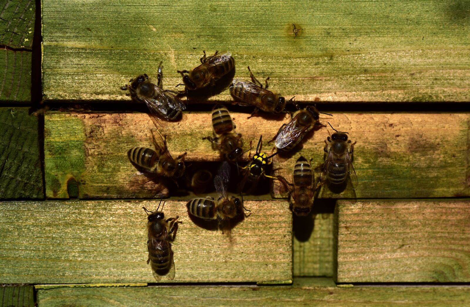 Nikon D750 sample photo. Bees, beehive, wasp photography