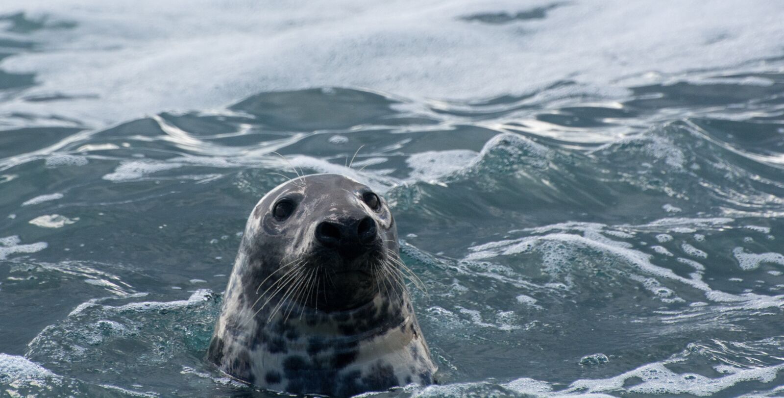 Nikon D7100 sample photo. Seal, sea, wildlife photography