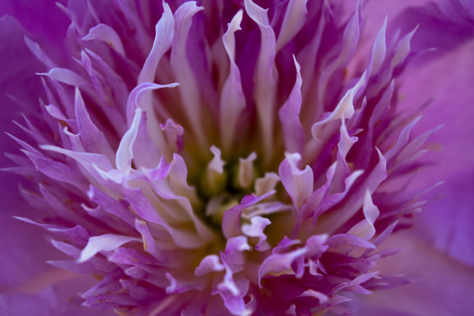 Nikon D3300 sample photo. Flowers, nature, summer photography