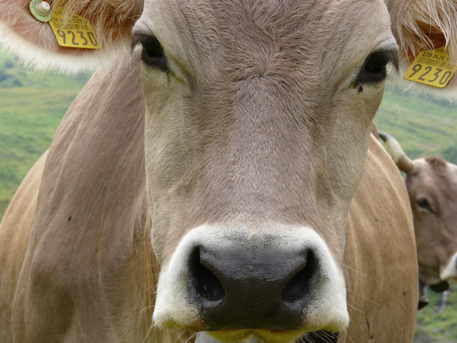 Panasonic DMC-FZ18 sample photo. Cow, switzerland, alps photography