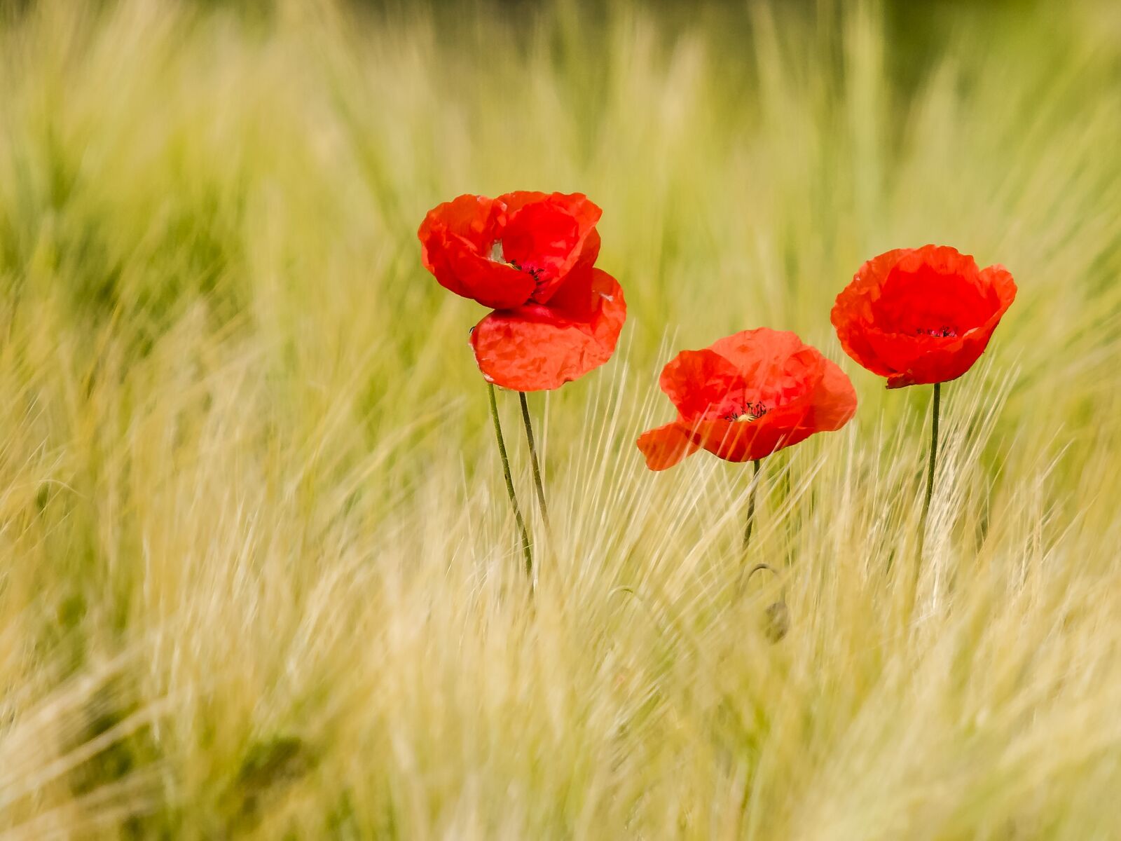 Olympus E-3 sample photo. Poppy, flower, nature photography