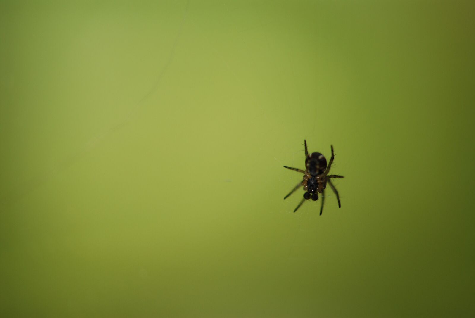 Nikon D200 sample photo. Nature, spider, green photography