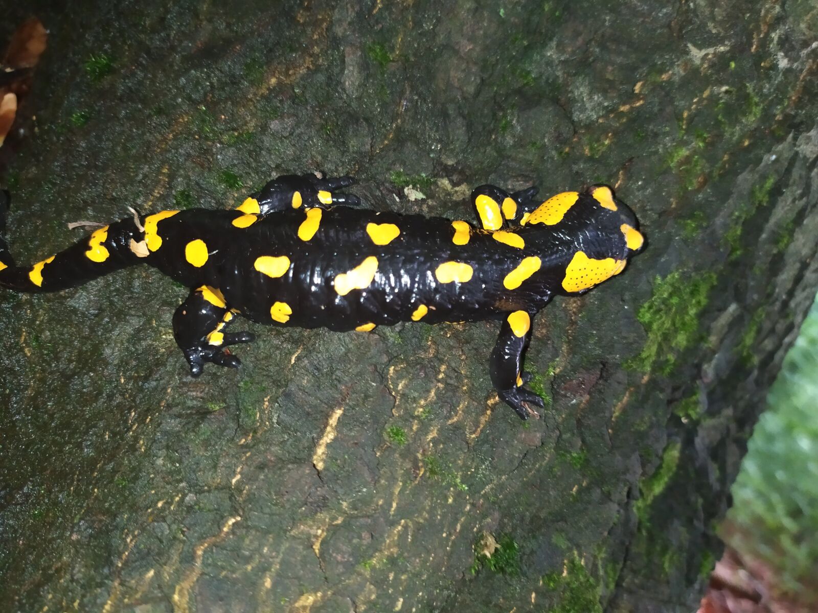 Xiaomi Redmi Note 7 sample photo. Fire salamanders in the photography