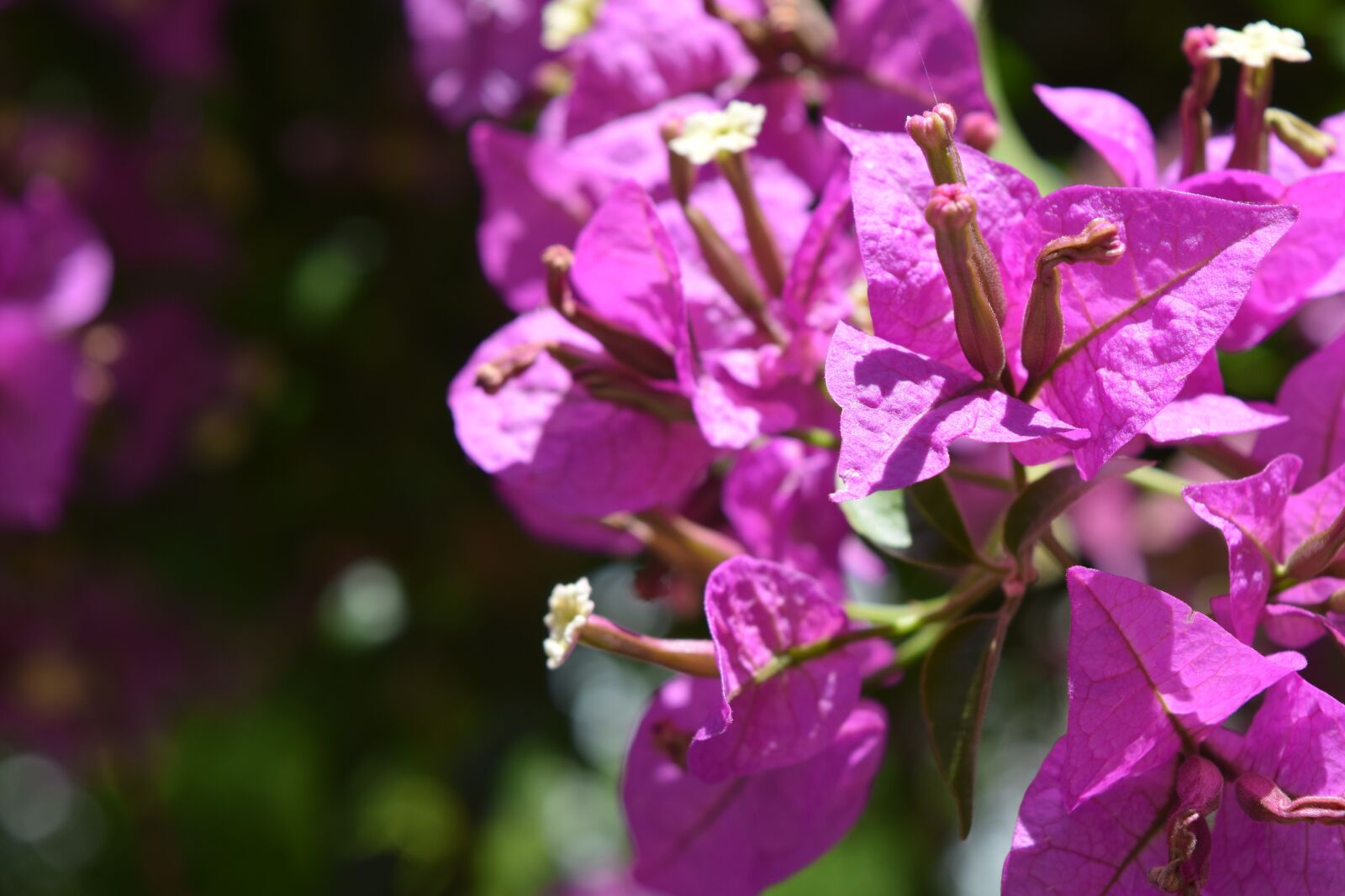 Nikon D3300 sample photo. Flower, nature, pink photography