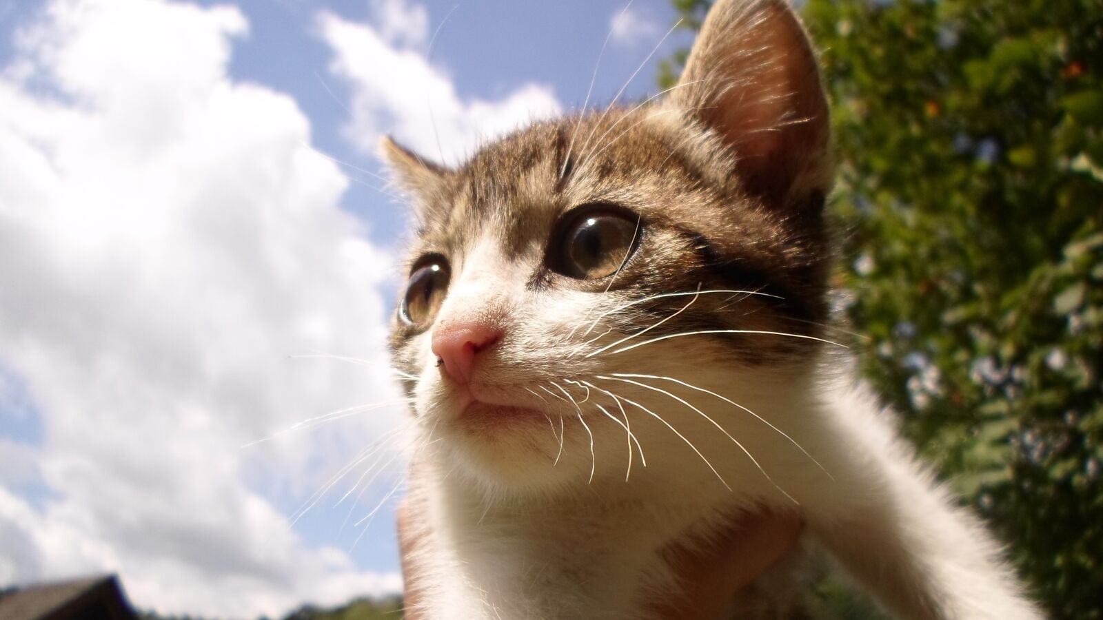 Samsung ES95 sample photo. Kitten, cat, three color photography