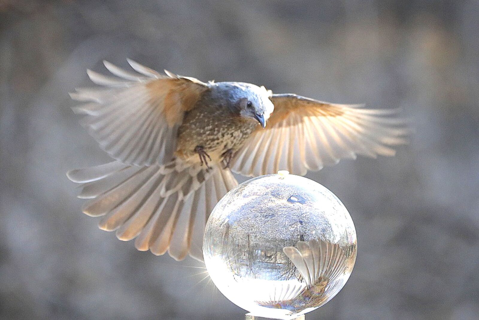 Canon EOS 5D Mark IV sample photo. New, birds, feather photography