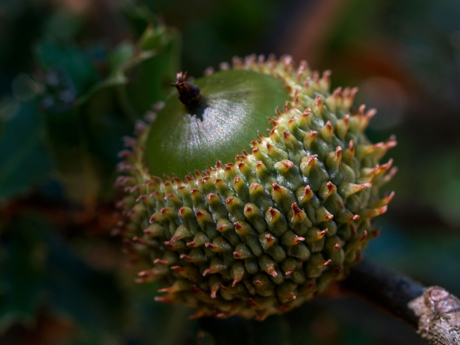 Olympus E-500 (EVOLT E-500) sample photo. Oak, acorn, fetus photography