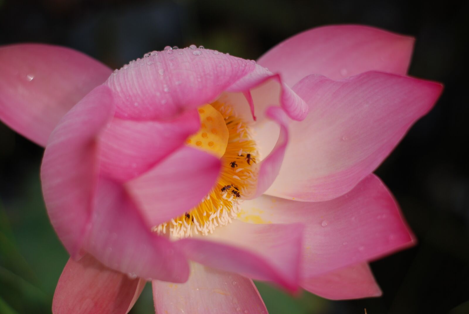 Nikon D80 sample photo. Flower, lotus flowers, lotus photography