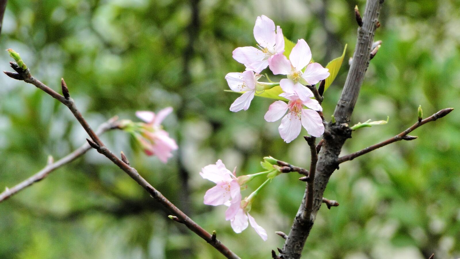 Sony Cyber-shot DSC-HX1 sample photo. Flowering, cherry blossoms, spring photography