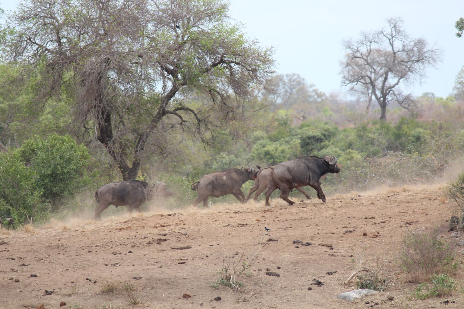Canon EOS 600D (Rebel EOS T3i / EOS Kiss X5) + Canon EF-S 55-250mm F4-5.6 IS sample photo. Buffalo, africa, trees photography