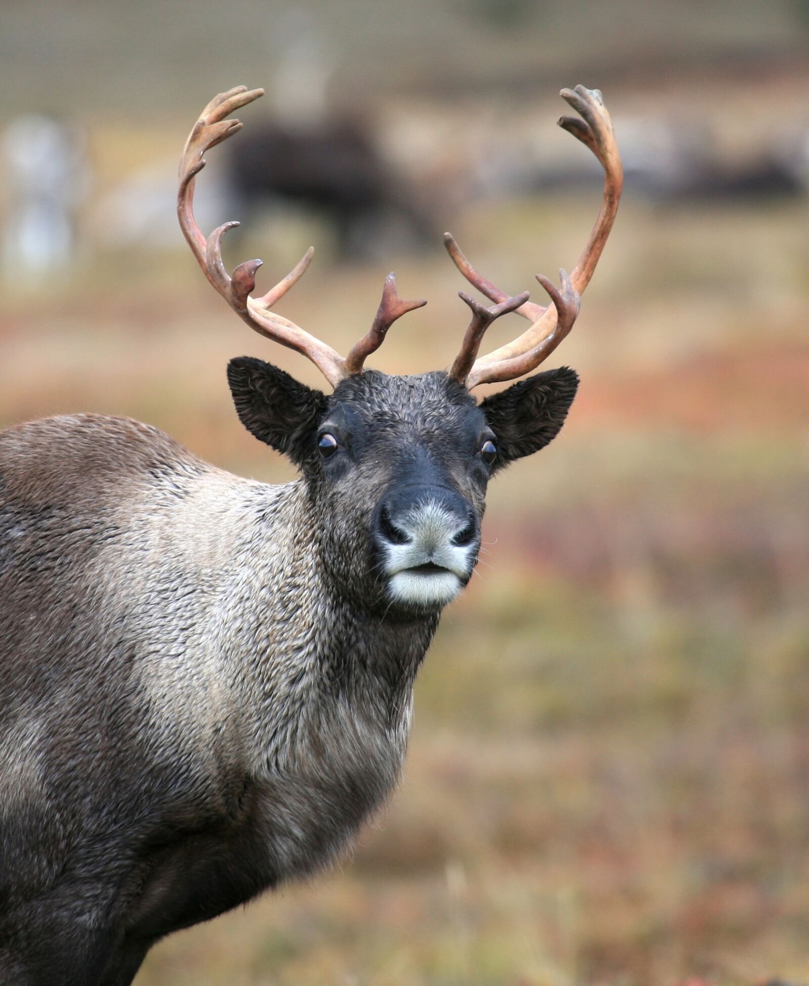 Canon EOS 5D sample photo. Reindeer, the herd, pasture photography