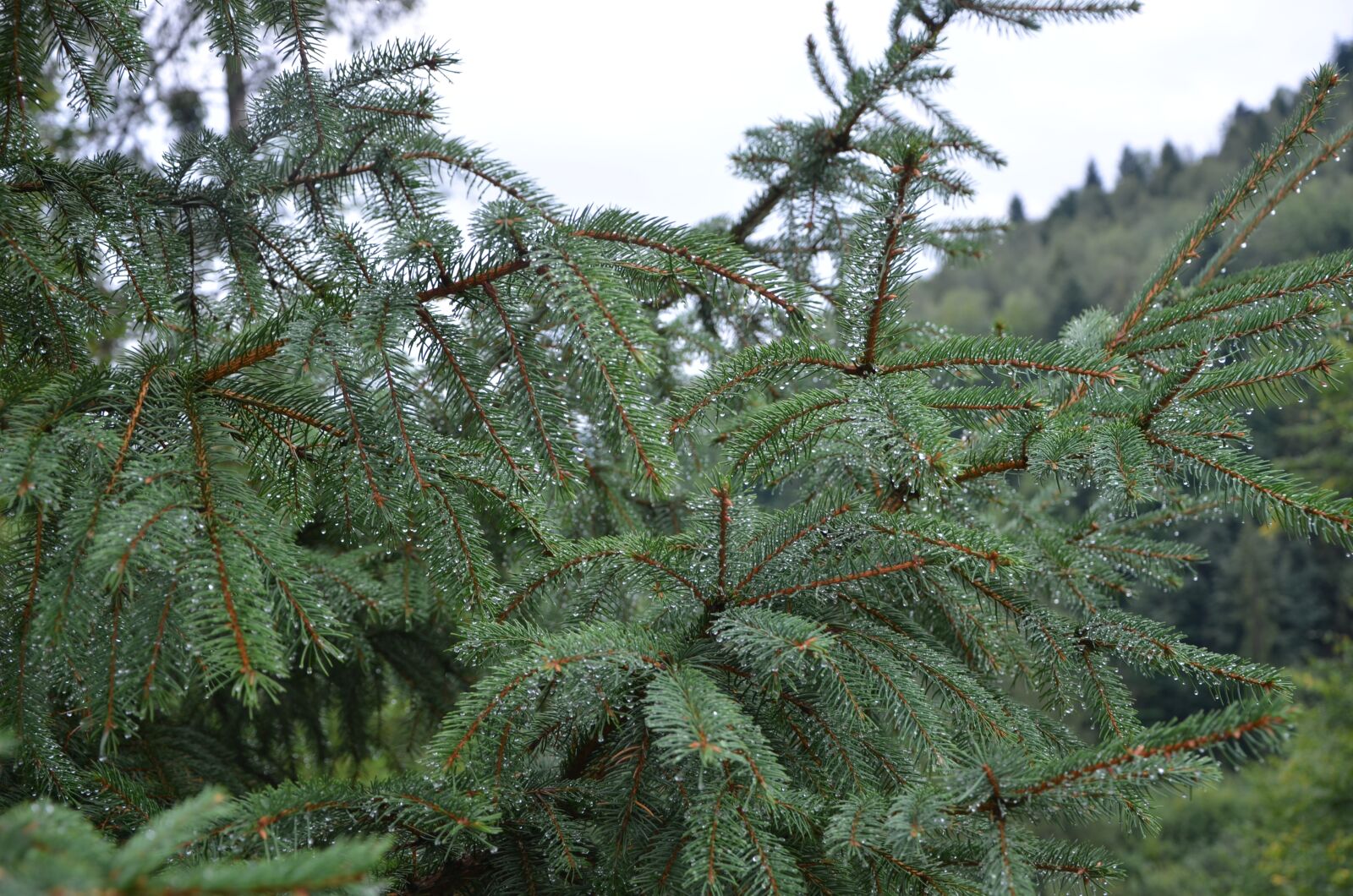 Nikon D7000 sample photo. Branch, needles, drops photography