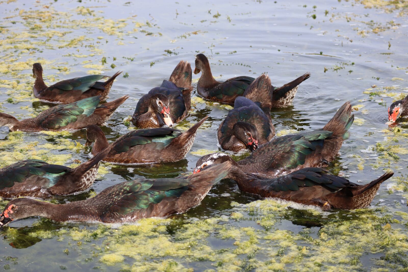 Canon EF-M 55-200mm F4.5-6.3 IS STM sample photo. Ducks, lake, nature photography