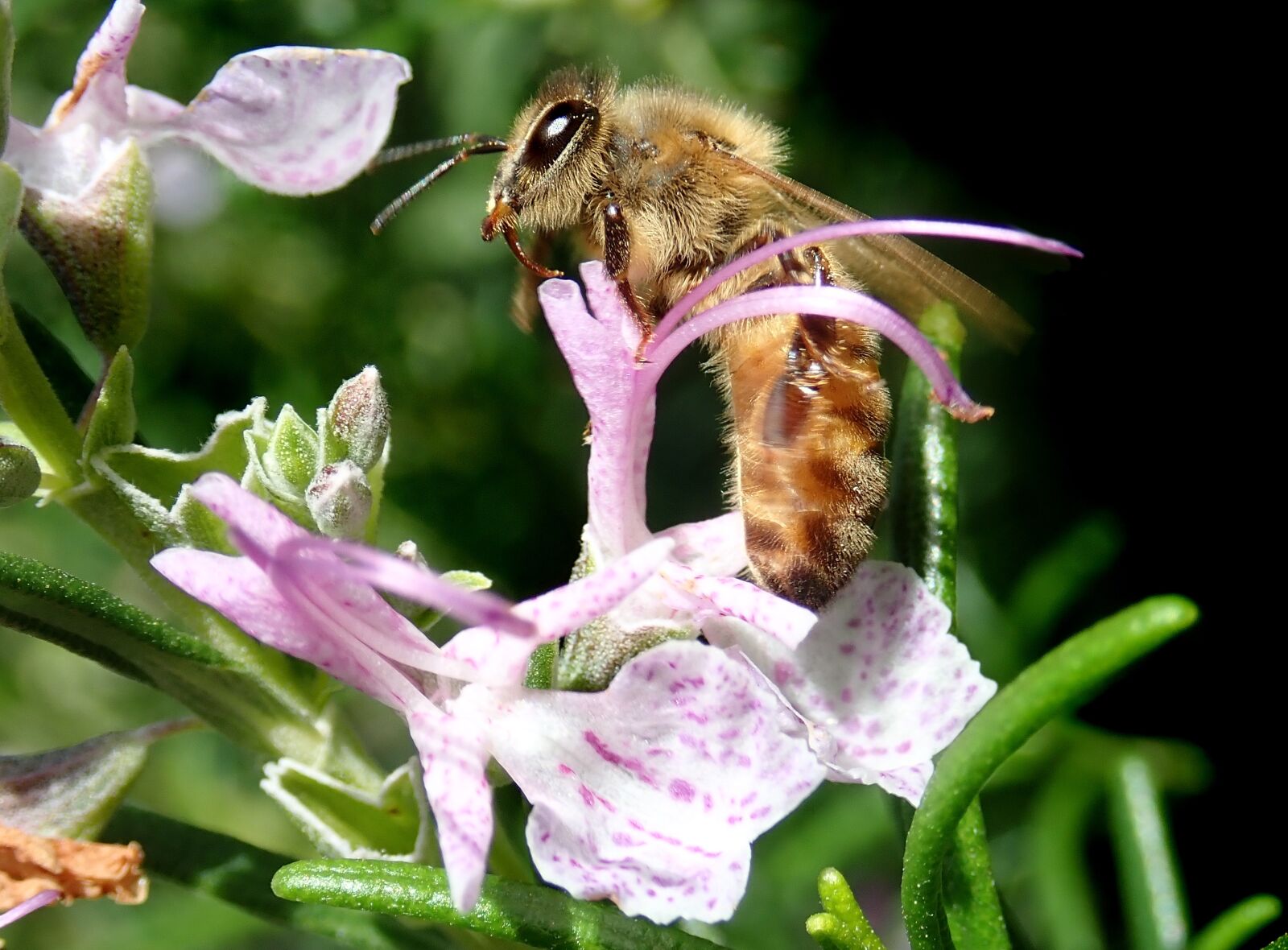 Olympus TG-5 sample photo. Bee, insect, flower photography