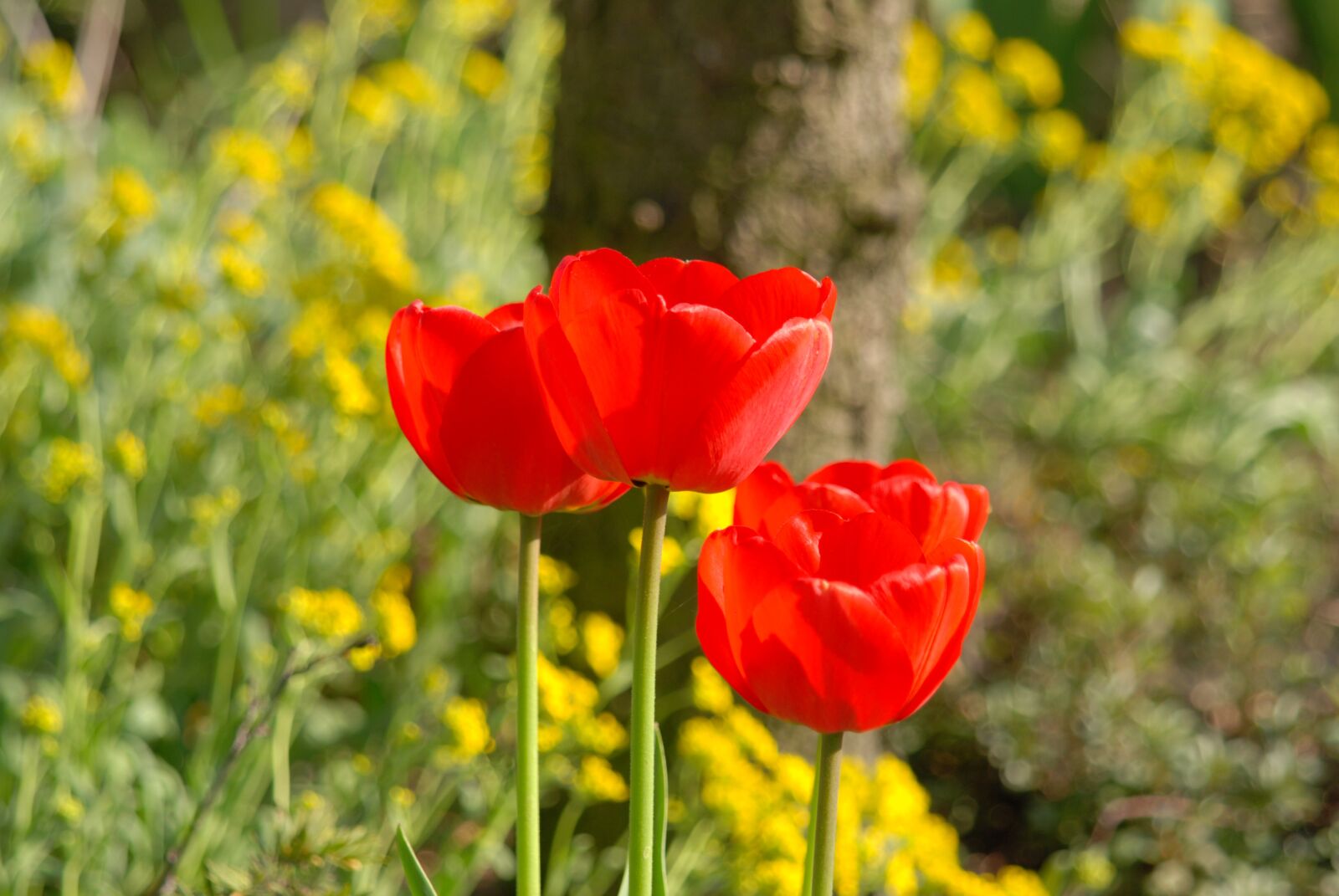 Nikon D80 sample photo. Poppy, poppies, flower photography