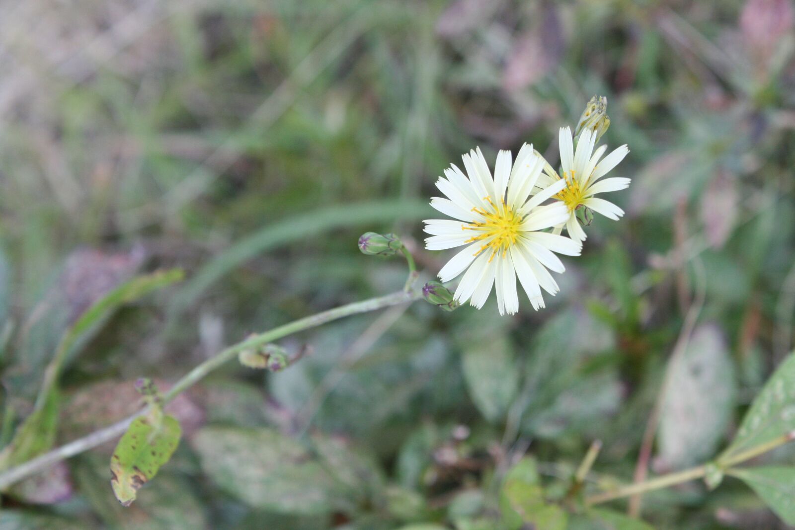 Canon EOS 400D (EOS Digital Rebel XTi / EOS Kiss Digital X) sample photo. Frost aster, flower, nature photography