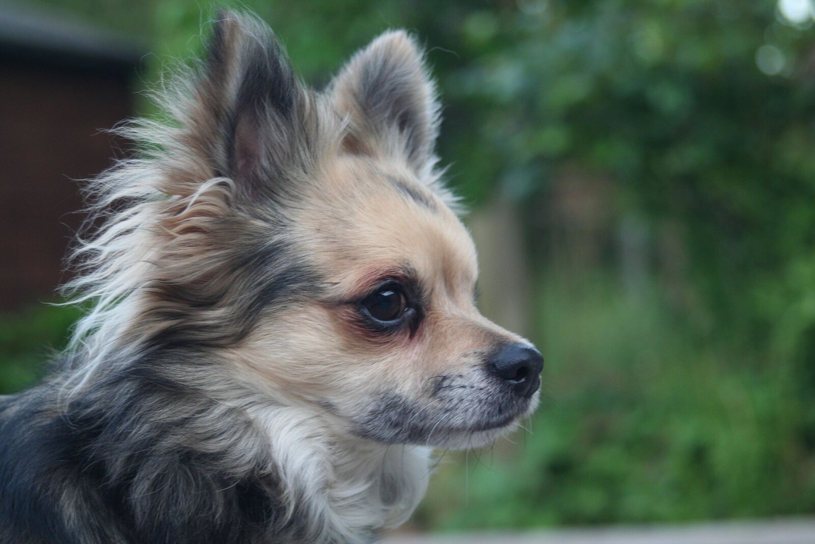 Canon EOS 350D (EOS Digital Rebel XT / EOS Kiss Digital N) sample photo. Dog, canine, animal photography