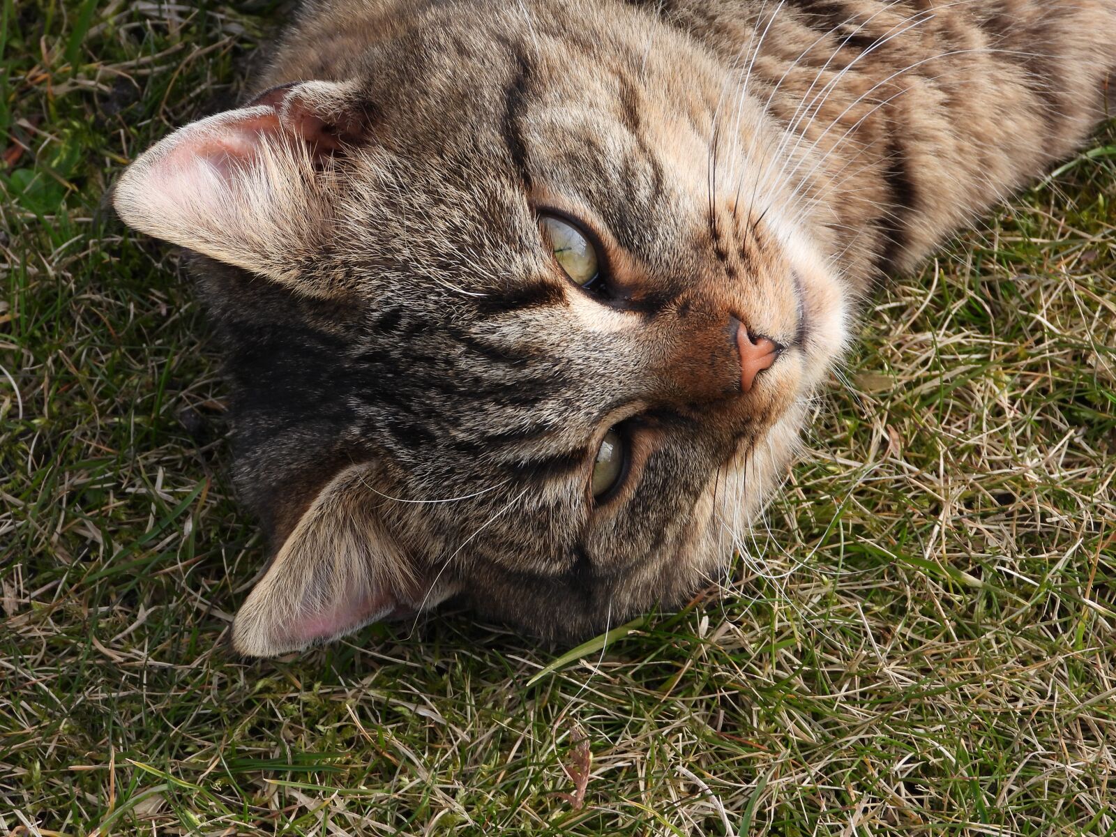 Nikon Coolpix P1000 sample photo. Cat, kitten, grayish-brown photography