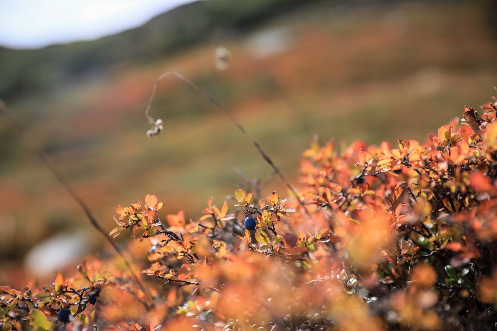 Canon EOS 5D Mark IV sample photo. Shrub, autumn, detail, daylight photography