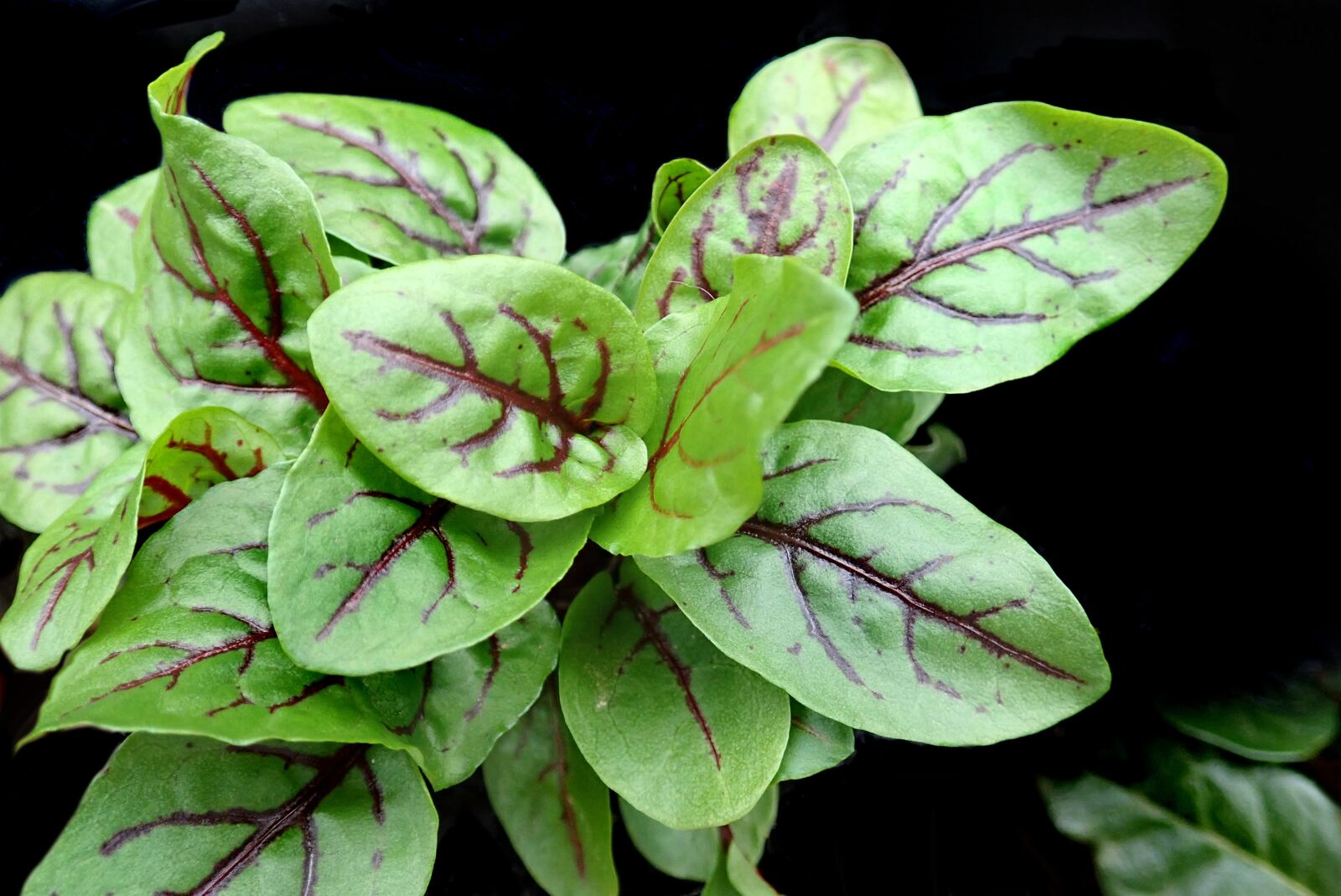 Olympus TG-5 sample photo. Vegetable, sorrel, food photography