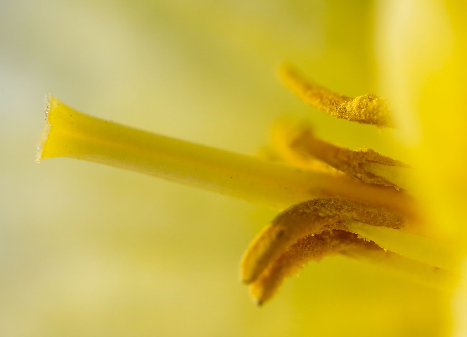 Canon EF 100mm F2.8L Macro IS USM sample photo. Blossom, bloom, spores photography