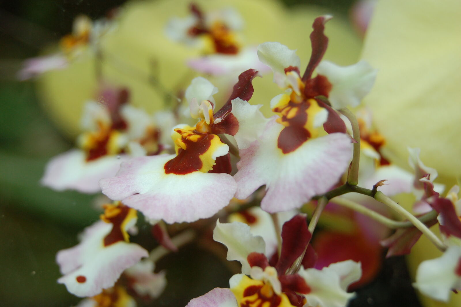 AF-S DX Zoom-Nikkor 18-55mm f/3.5-5.6G ED sample photo. Flower, flowers photography