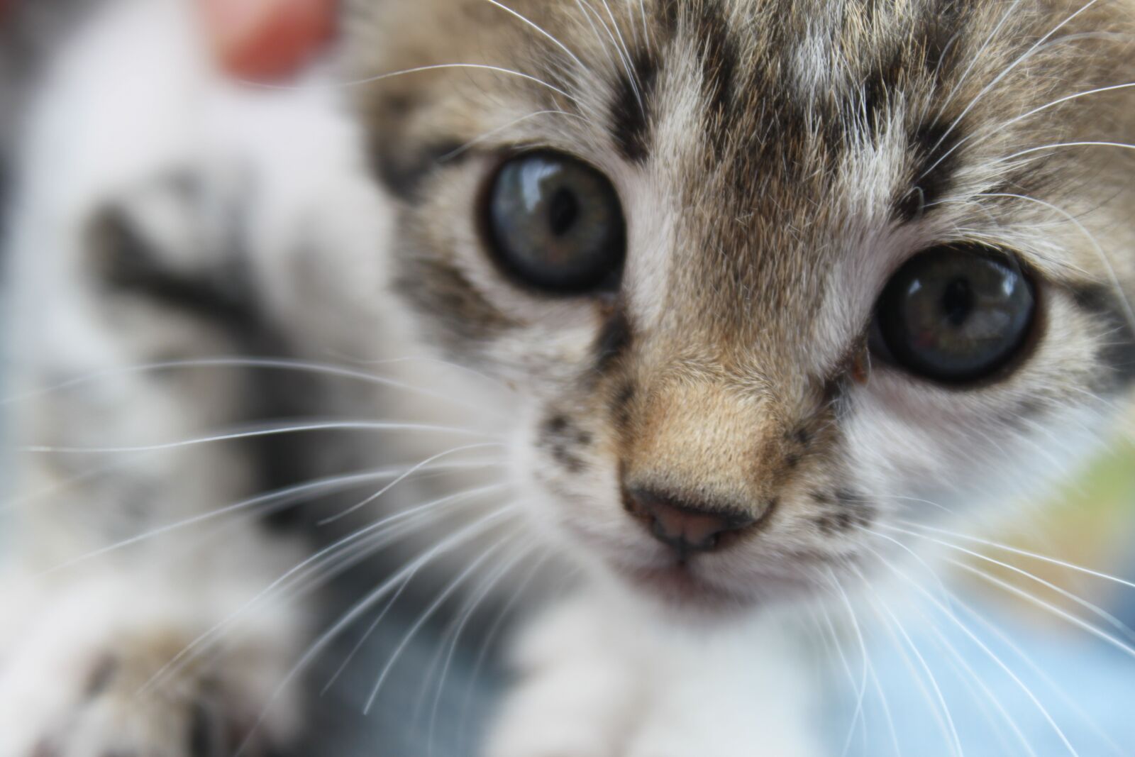 Canon EOS 500D (EOS Rebel T1i / EOS Kiss X3) sample photo. Cat, kitty, istanbul photography