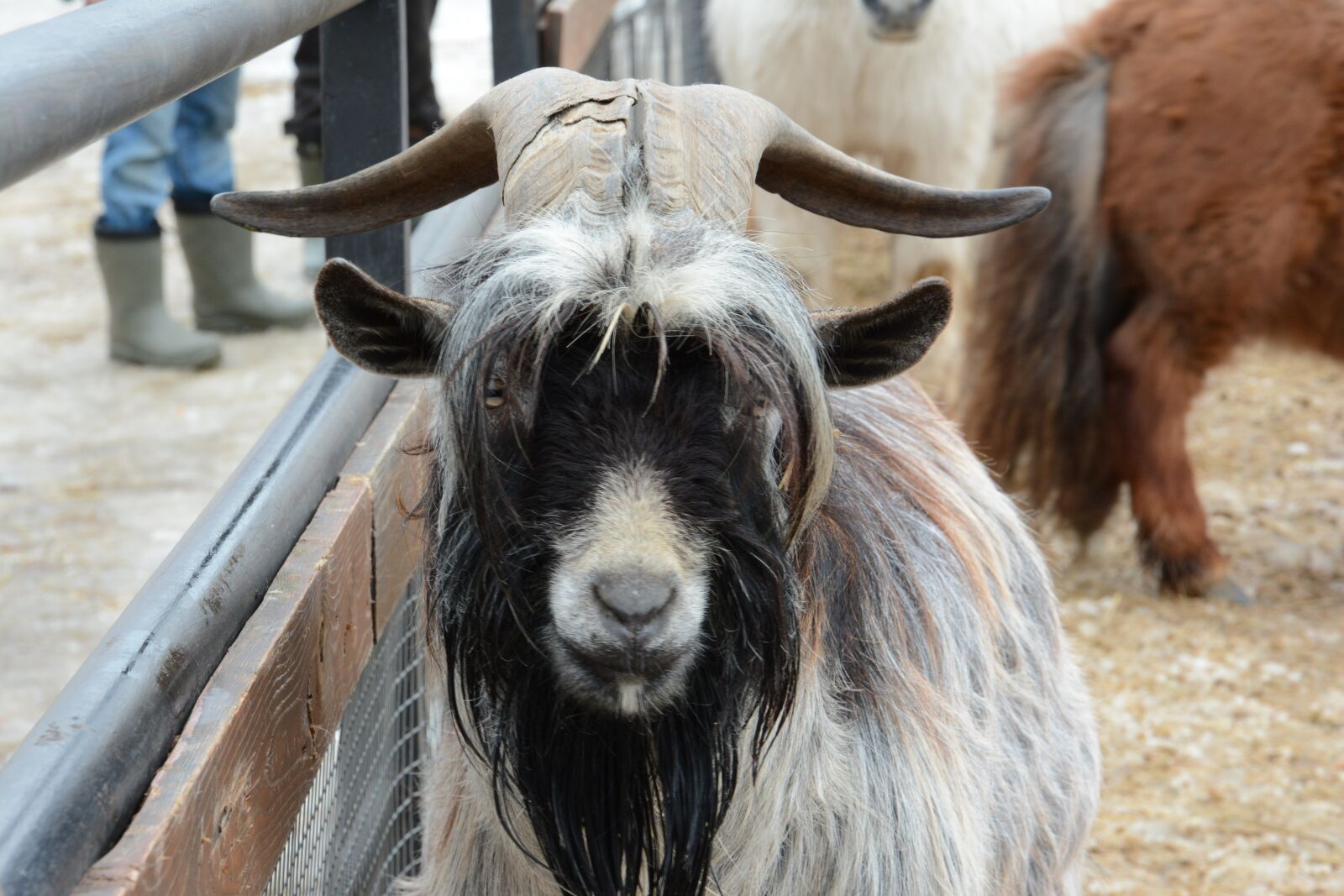 Nikon D7100 sample photo. Animal, goat, russia photography
