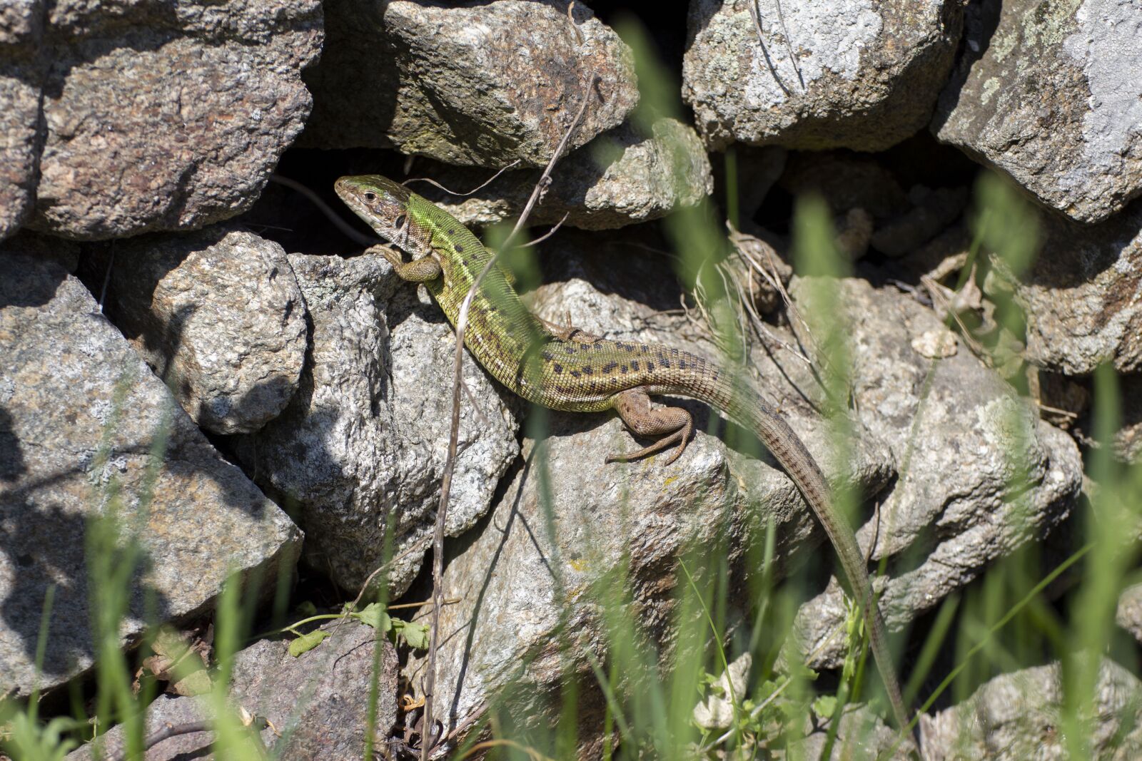 Canon EOS 600D (Rebel EOS T3i / EOS Kiss X5) sample photo. The lizard, reptile, nature photography
