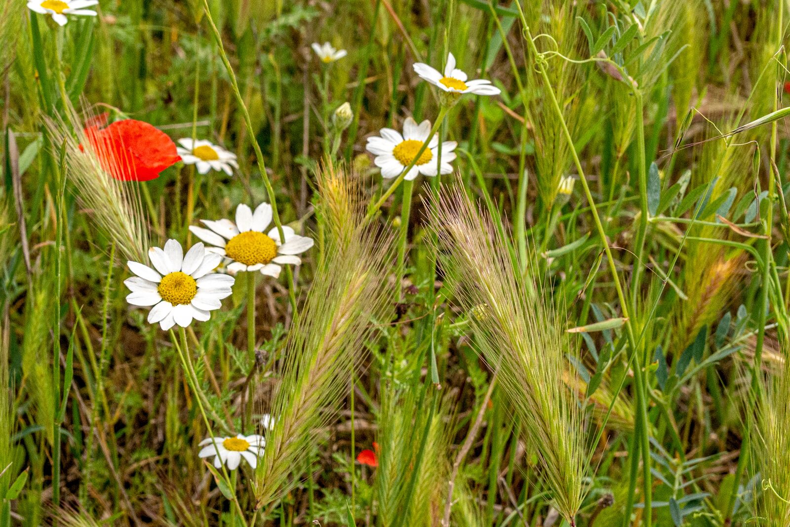 Nikon D7100 sample photo. Flowers, spring, wild photography