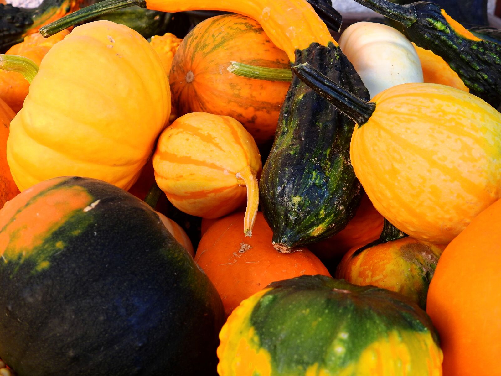 Nikon Coolpix P900 sample photo. Pumpkin, gourd, autumn photography