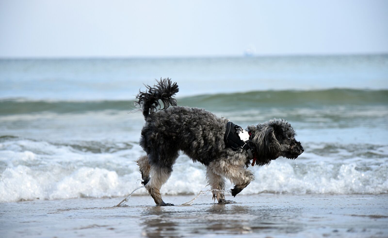 Nikon D3300 sample photo. Water, beach, dog photography