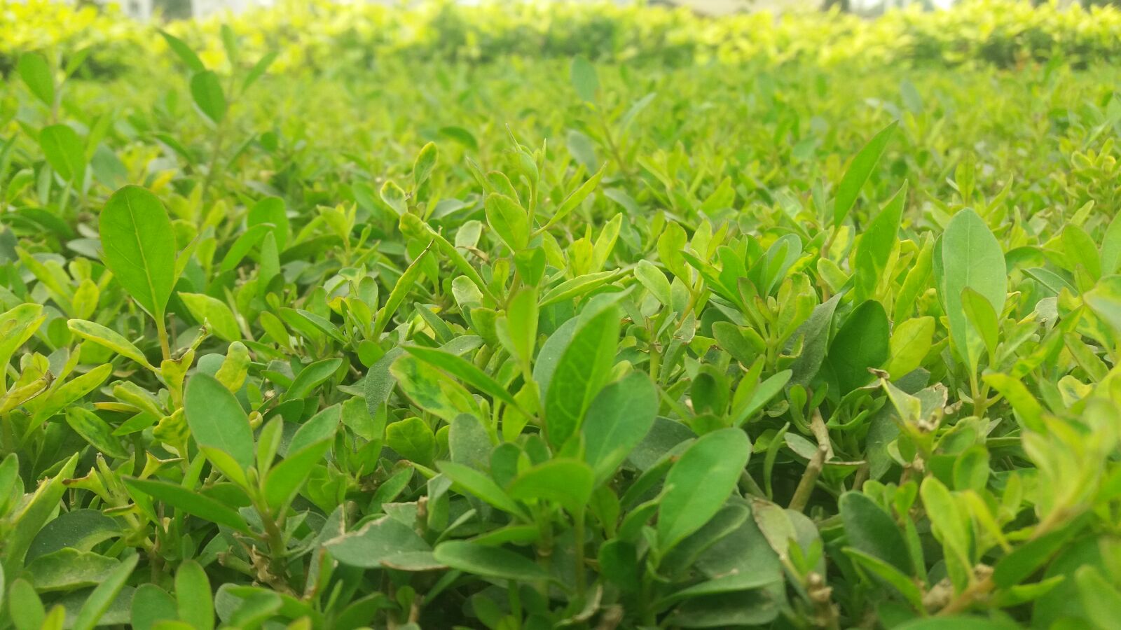 Samsung Galaxy J5 sample photo