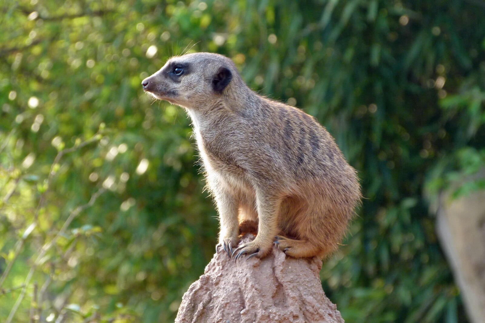 Panasonic Lumix DMC-FZ100 sample photo. Meerkat, zoo, animal photography