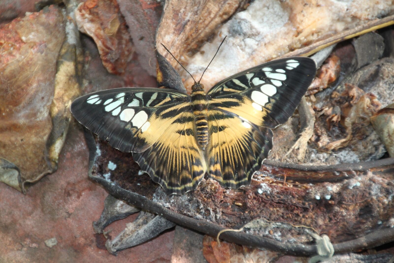 Canon EOS 500D (EOS Rebel T1i / EOS Kiss X3) sample photo. Butterfly garden, butterfly, still photography