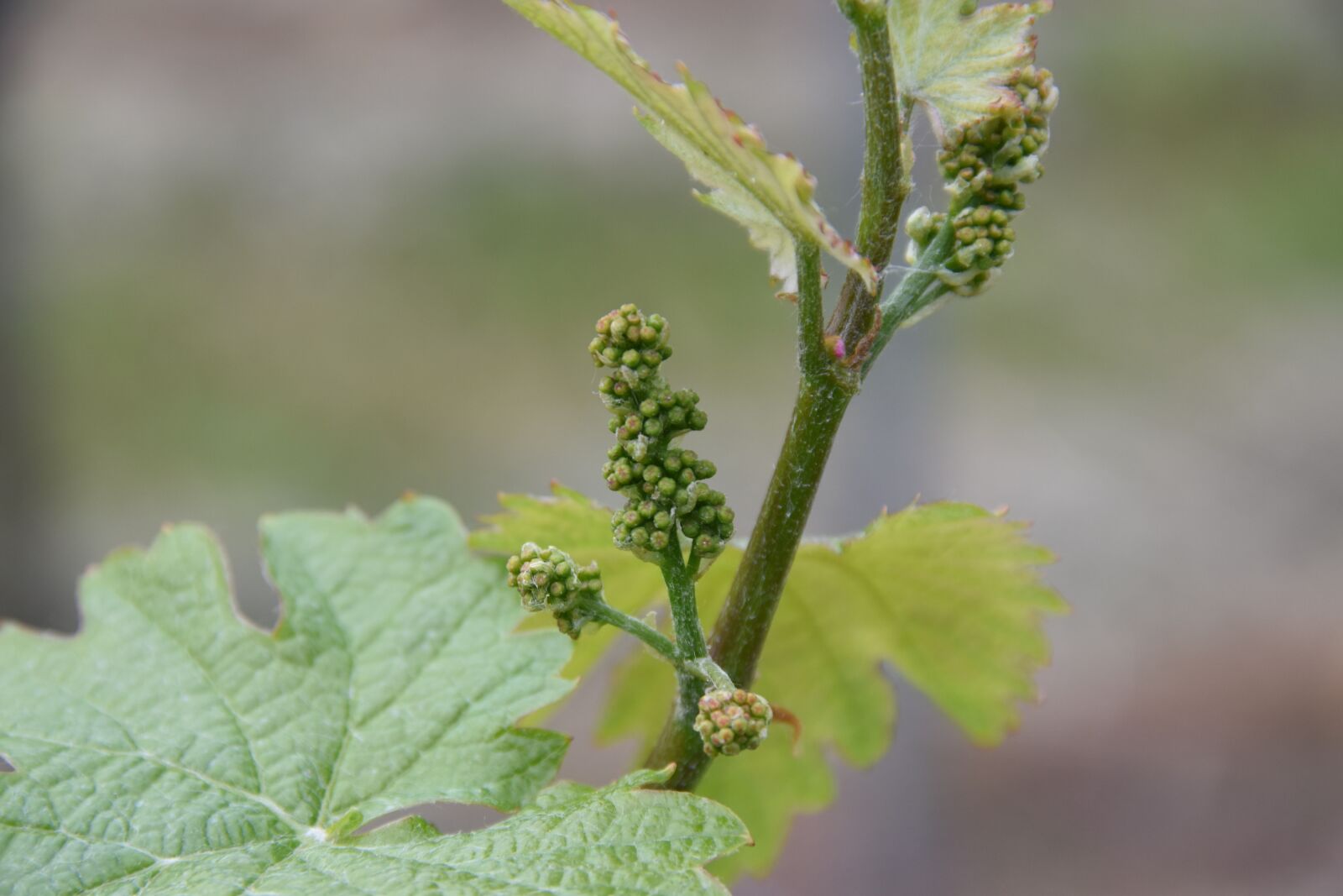 Nikon D5500 sample photo. Plant, leaf, nature photography
