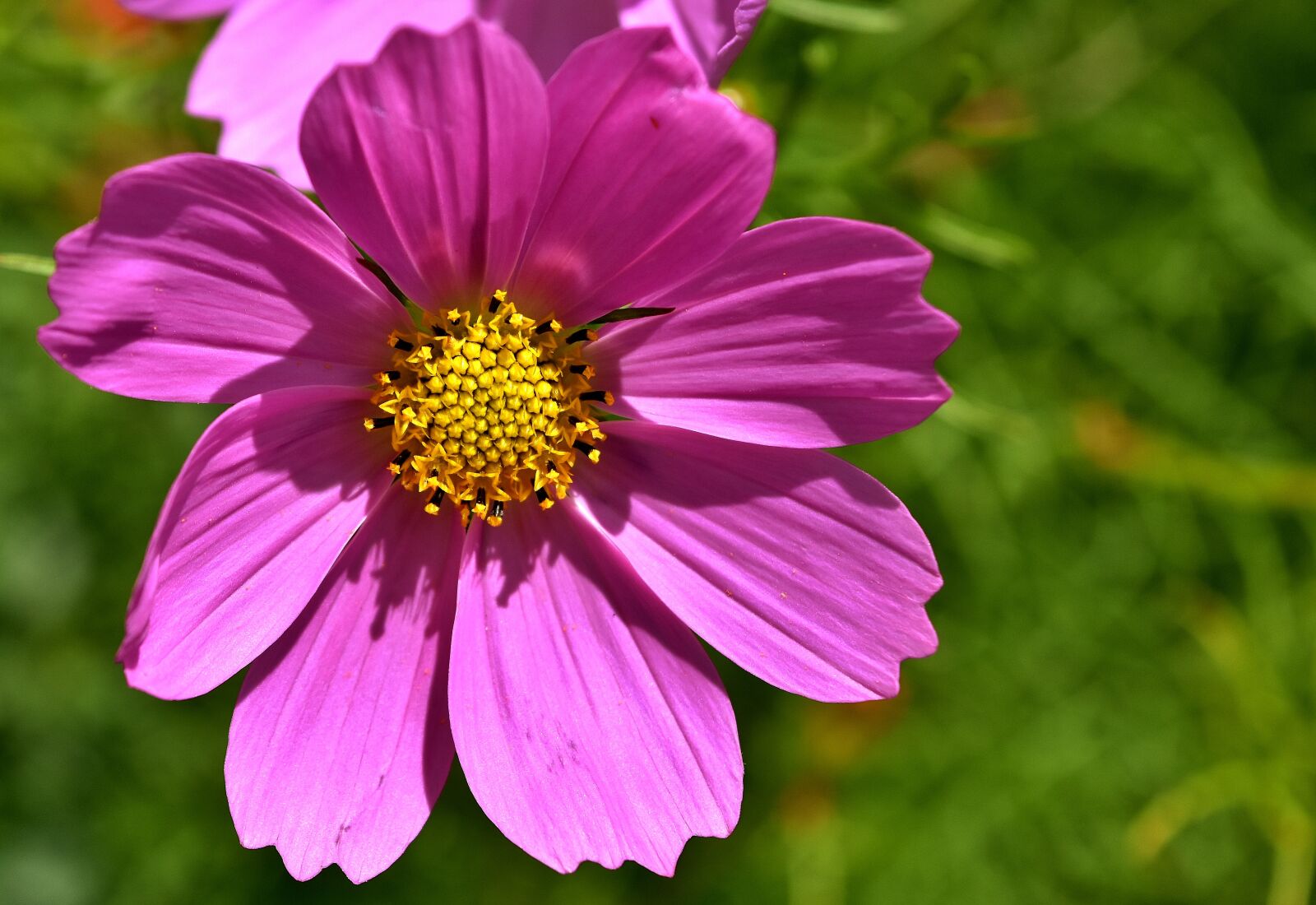 Nikon D7200 sample photo. Flower, pink, flowers photography