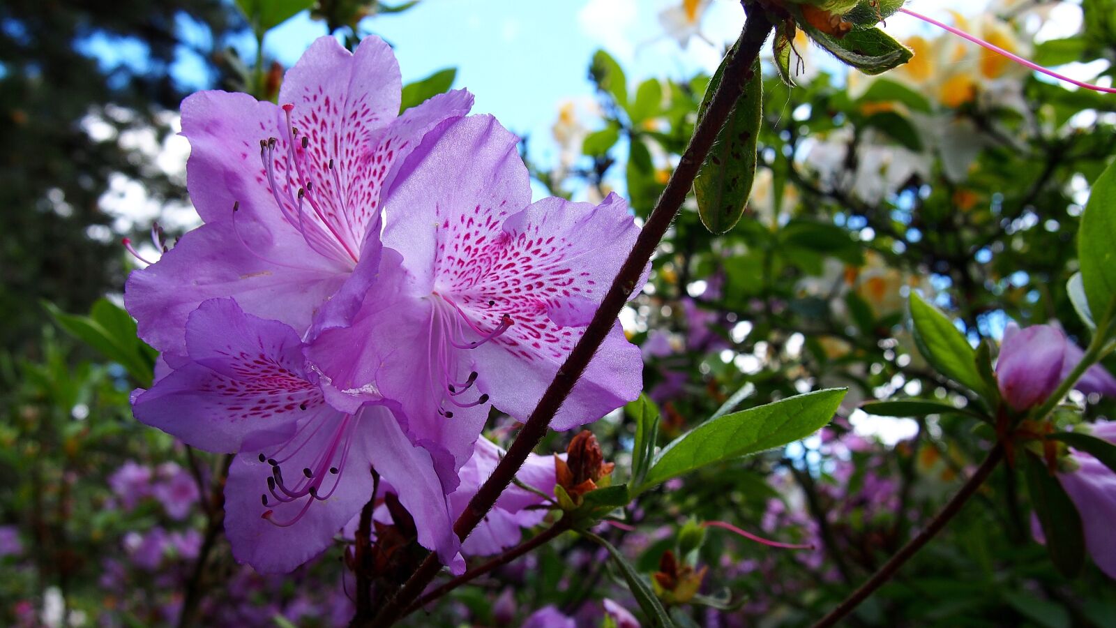 Olympus PEN E-PL6 sample photo. Azalea, azaleas, macro photography