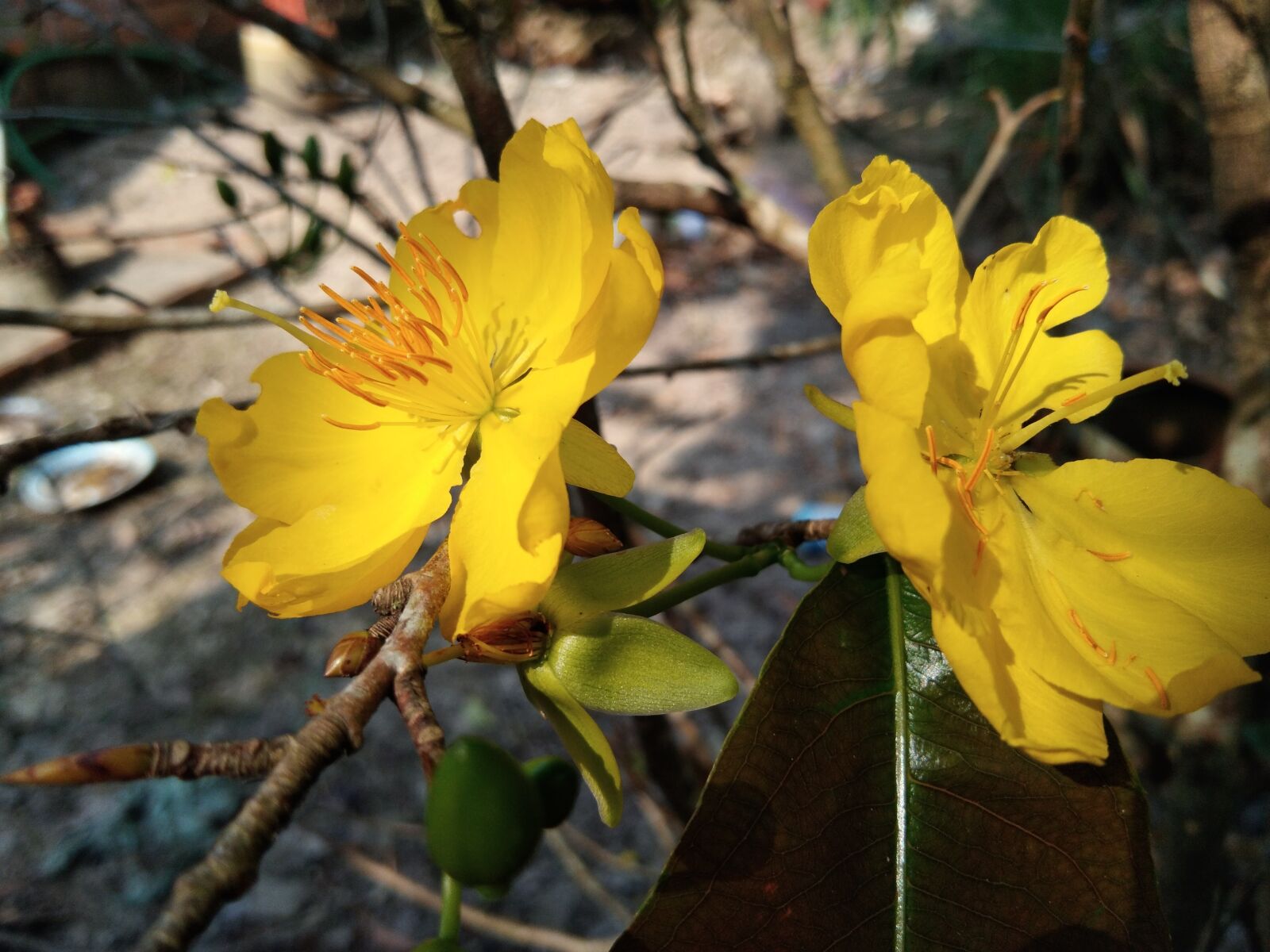 vivo Y55s sample photo. Yellow apricot flower, in photography