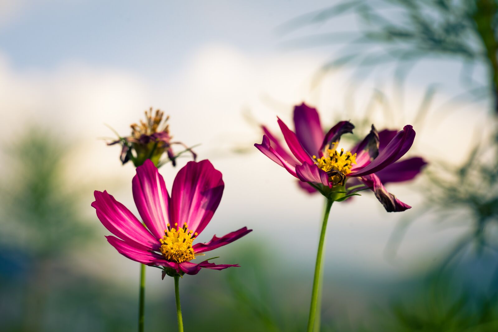 Sony a7 II sample photo. Cosmos, flower, fall photography