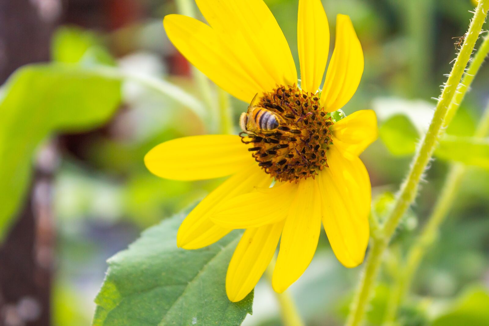 Canon EOS 1100D (EOS Rebel T3 / EOS Kiss X50) sample photo. Girasol, sunflower, bee photography