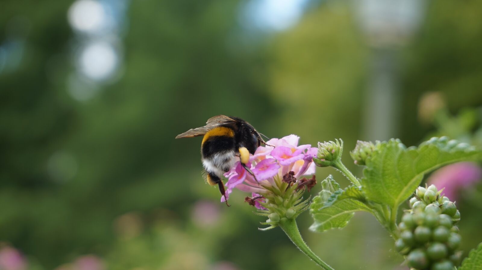 Sony Alpha a5000 (ILCE 5000) sample photo. Nature, insect, flower photography