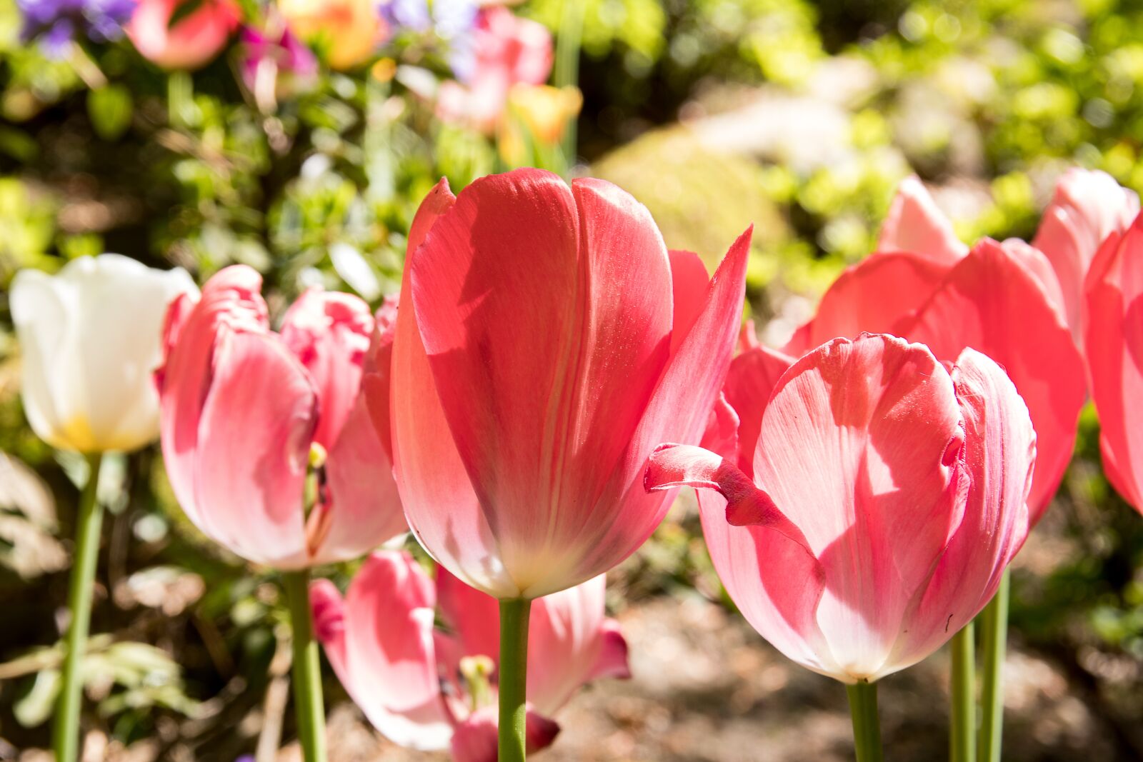 Canon EOS 80D sample photo. Tulips, plant, flowers photography